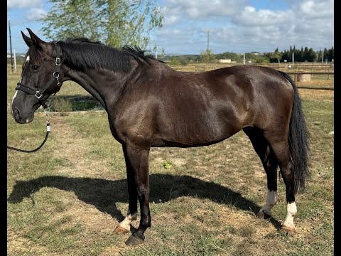 Lua do Belmonte ZURITO DO BELMONTE x HEARTBREAKER - Video 6 video thumbnail