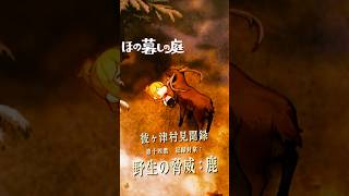 【ほの暮しの庭】「鹿」見た目とは裏腹の荒ぶる野生｜彼ヶ津村見聞録   #ほの暮しの庭 #日本一ソフトウェア #彼ヶ津村見聞録