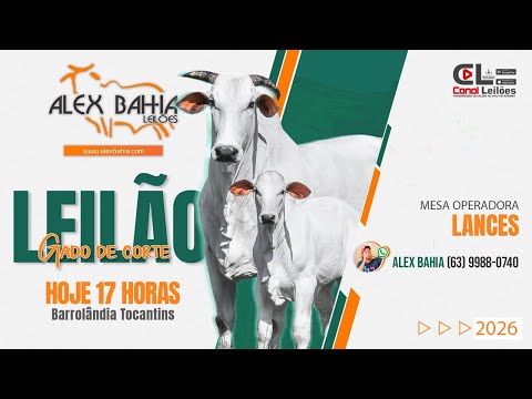 LEILÃO GADO DE CORTE BARROLÂNDIA LEILÕES ALEX BAHIA LEILÕES   | BARROLÂNDIA -TO 18/02/2026.