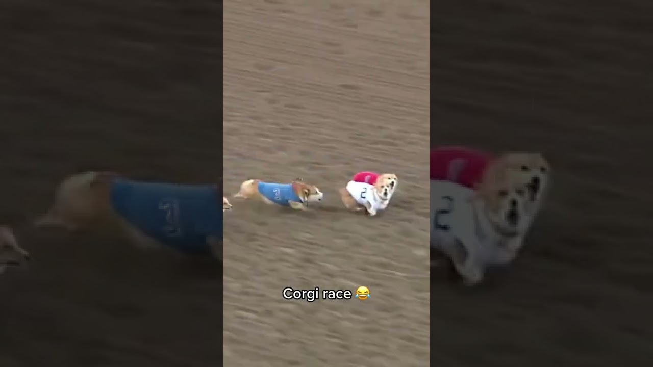 Corgi Race