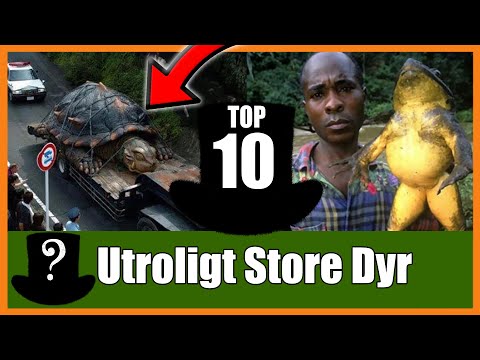 TOP 10 Utroligt Store Dyr Du IKKE Vidste Fandtes!