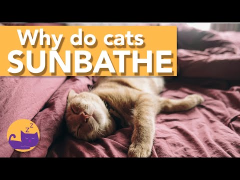 YouTube video about: Why do cats like to lay in the sun?