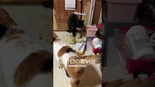 7匹中 父親パンチ🐼だけがフミ職人😻