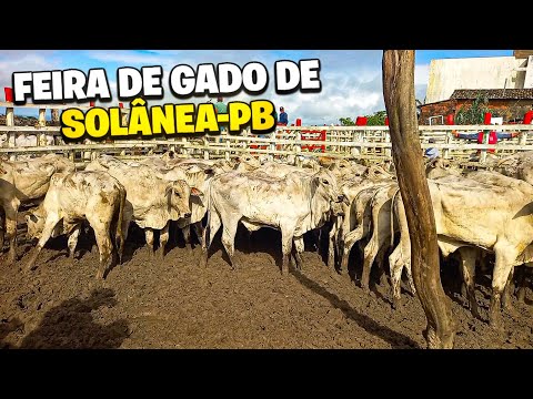 FEIRA DE GADO DE SOLÂNEA-PB!!!12/04/2024