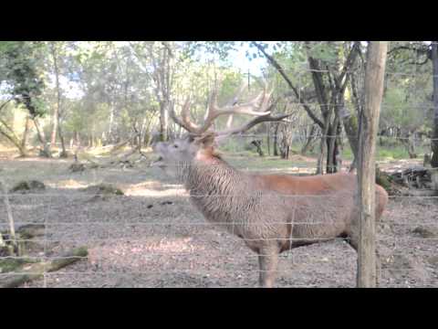 le brame du cerf Moulin de Poyaller 12.10.2014