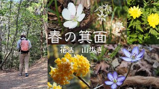 【春の箕面】花活山歩き