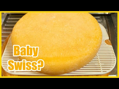 How to make Baby Swiss Cheese...Maybe???