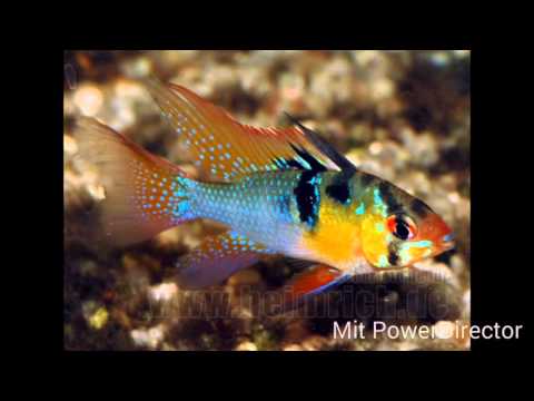 Die 10 schönsten Aquarium Fische | Der Aquaboss