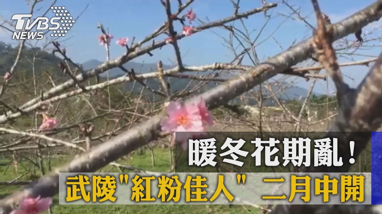 暖冬花期亂！武陵「紅粉佳人」二月中開