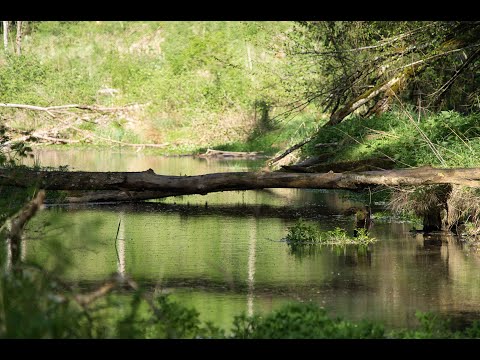 Wanderung zum Ursprung: Die Quelle der Mindel hautnah erleben (mit Unterwasseraufnahmen)