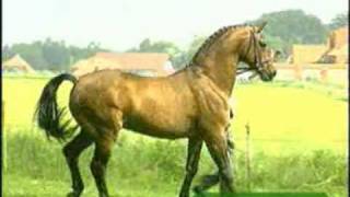 Video von Argentan I