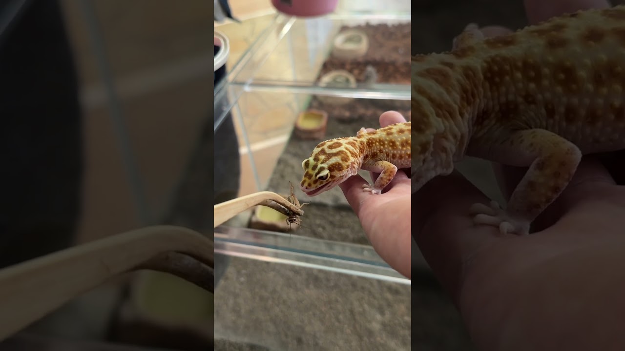 トカゲにえさやり🦎