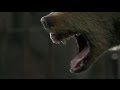 BITTEN Trailer
