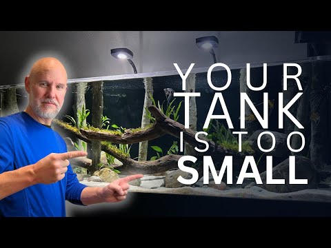 YOU Need a BIGGER Aquarium IF…