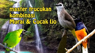 Download lagu Masteran Trucukan Mewah isian Murai Batu dan Cucak Ijo mp3 Download lagu Masteran Trucukan Mewah isian Murai Batu dan Cucak Ijo mp3