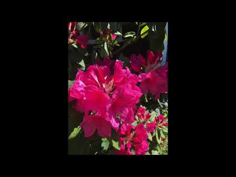 Guided Meditation for Releasing Fear and Anxiety Demo