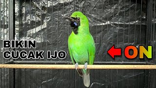 Download lagu BIKIN CUCAK IJO EMOSI !! PAKAI MASTERAN INI DI JAMIN AUTO ON mp3