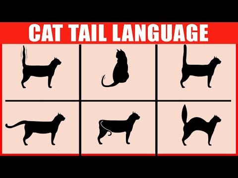 Your Cat’s Tail Tells a Real Tale…