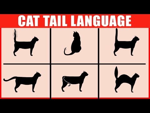 How to Read Your Cat's Tail Language