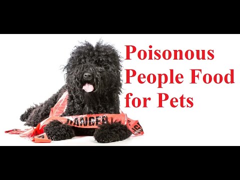 Ask Amy: Poisonous Table Food & How to Keep Pets Safe