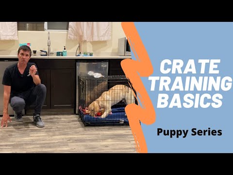 Learn how to effectively crate train your puppy.