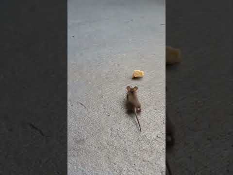 Era mucho  queso para este  ratón 🐁 😬