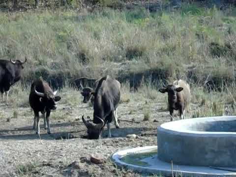 Indian Gaur Drinking Water- Thirsty Bison