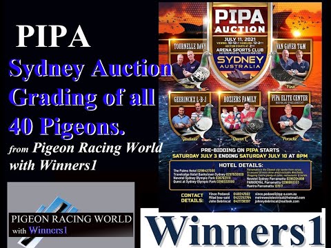 PIPA Sydney Auction Grading of all 40 Pigeons by Pigeon Racing World with Winners1.