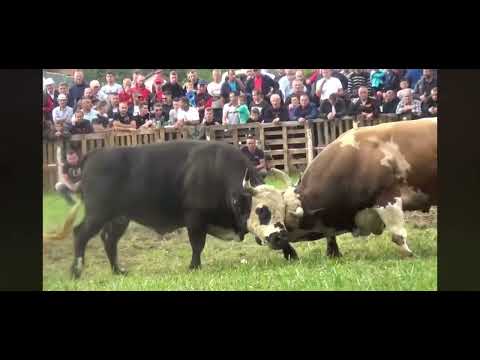 🔥😱DRAMA NA KORIDI BIK PREVRNUO BIKA 😱🔥