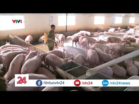 , title : 'Bên trong trang trại nuôi lợn xuất khẩu chính ngạch đầu tiên của Việt Nam - Tin Tức VTV24'