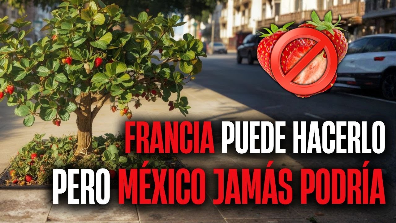 ¿Por qué en MÉXICO NO? Van a plantar FRESAS en los ÁRBOLES en FRANCIA para que puedan COMERLAS