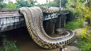 Download lagu Encontraron una serpiente de 32 pies de largo y la grabaron con una cámara. mp3 Download lagu Encontraron una serpiente de 32 pies de largo y la grabaron con una cámara. mp3