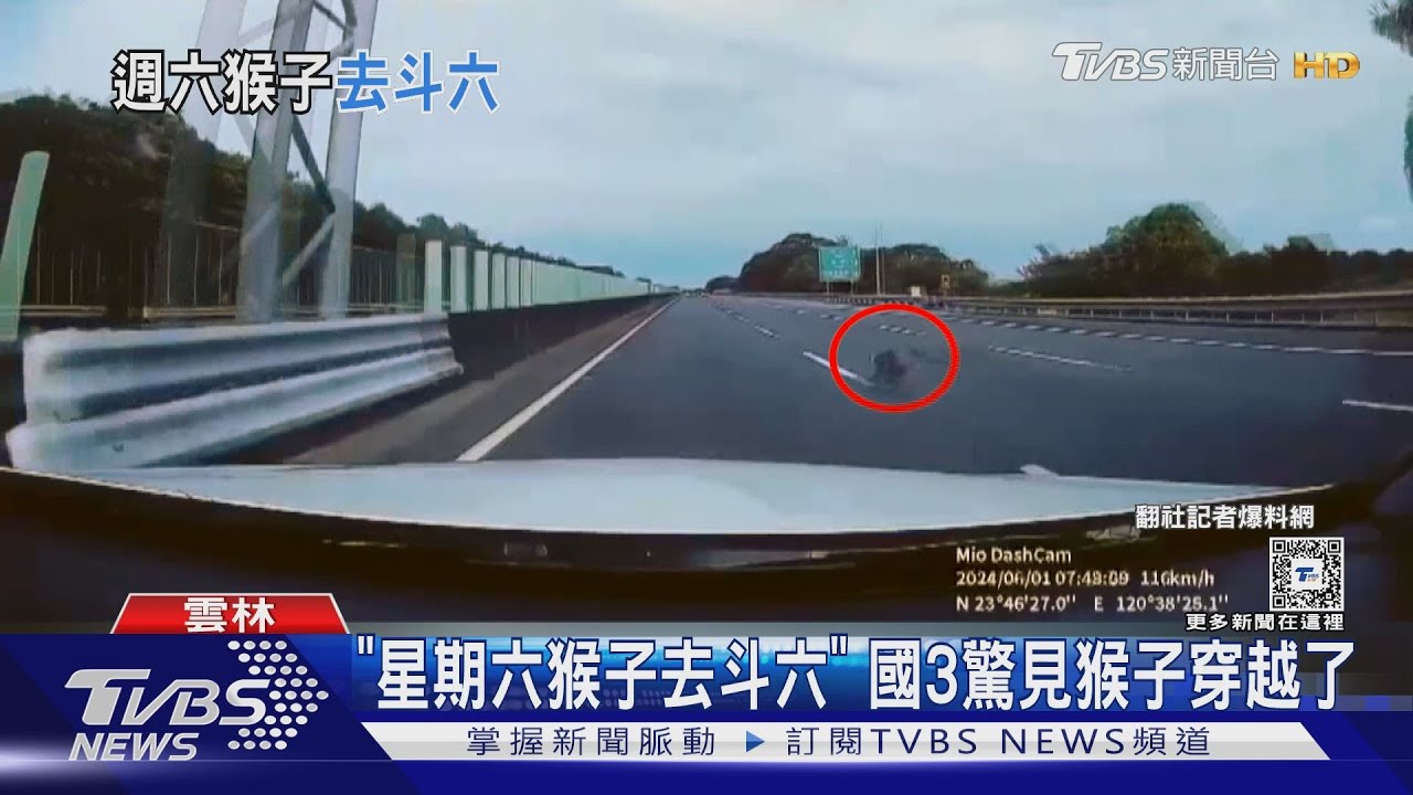 「星期六猴子去斗六」 國3驚見猴子穿越了