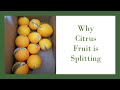 Why Does Citrus Fruit Split