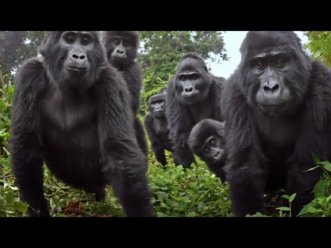 Johnny Tho ~ ApePitt [prod. @1Woejussglo x @1biggbyrd]