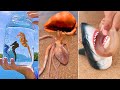 Seafood Catching in Sea - Fishermen Catch Sharks, Octopuses and many Strange Sea Creatures #2