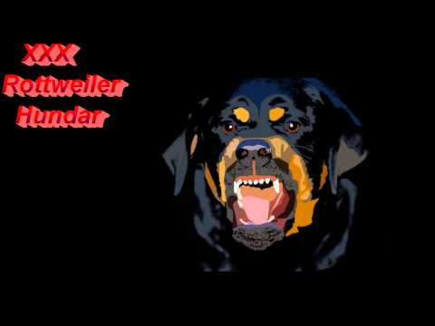 xxx Rottweiler hundar, Blússandi