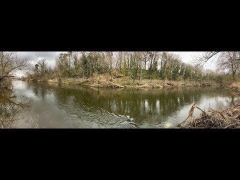 Roundabout Tree clearance and Willow pollarding Hansford's Hollow Pool