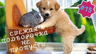 Приколы про животных Смешное видео про котов, собак и не только Такого Вы еще не видели! Выпуск 15