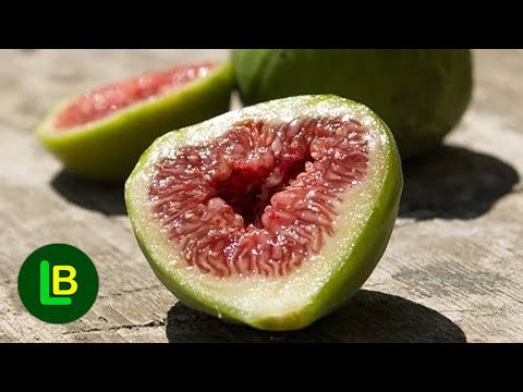 Smokva carica! Prirodni lek protiv zatvora, hemoroida, dijabetesa i bradavica