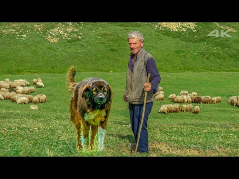 Shepherd Ali's Flock and Hairy Dogs | Documentary ▫️4K▫️