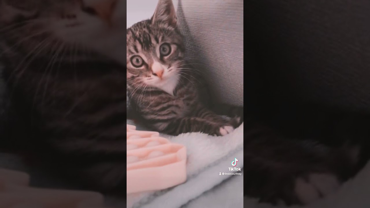 # My little cat called A jack