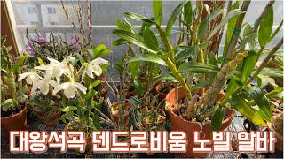 대왕석곡 꽃이 피었어요!! 덴드로비움 노빌 알바!! Dendrobium nobile var. alba