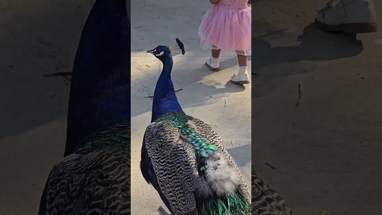 YouTube Short thumbnail