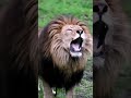 Marah Nya Singa