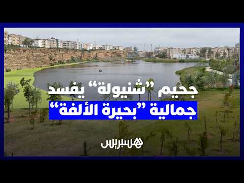 “شنيولة” تعكر صفو “الألفة” 