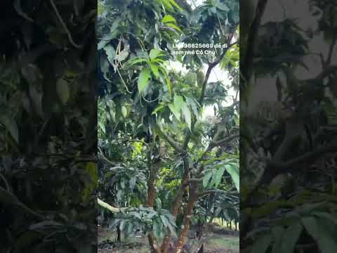 Cho con đi du học chính chủ bán gấp vườn cây ăn trái tại Thống Nhất chỉ 850tr