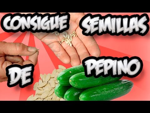 , title : 'Como Conseguir Semilla De : Pepino || Semillas Organicas || La Huertina De Toni'