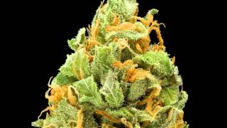 Taxman - Cool It Judy ViP