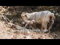 Cute Newly Born Sheep Rises To Feet For First Suckle Drops To Ground Tries Again